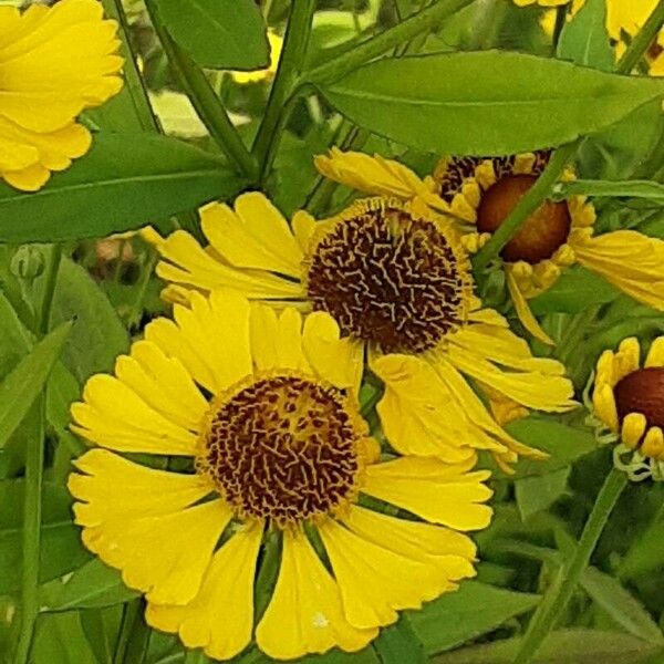 Heliopsis helianthoides Kvet