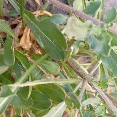 Reseda phyteuma Leaf