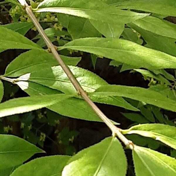 Euonymus alatus Casca