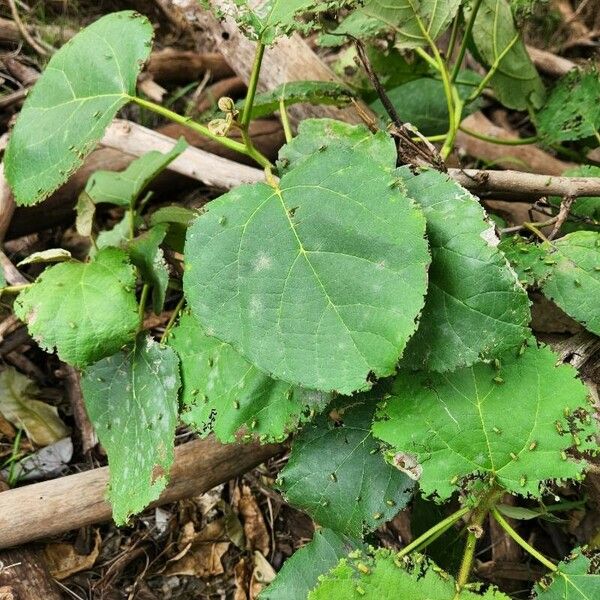 Dombeya burgessiae Blad