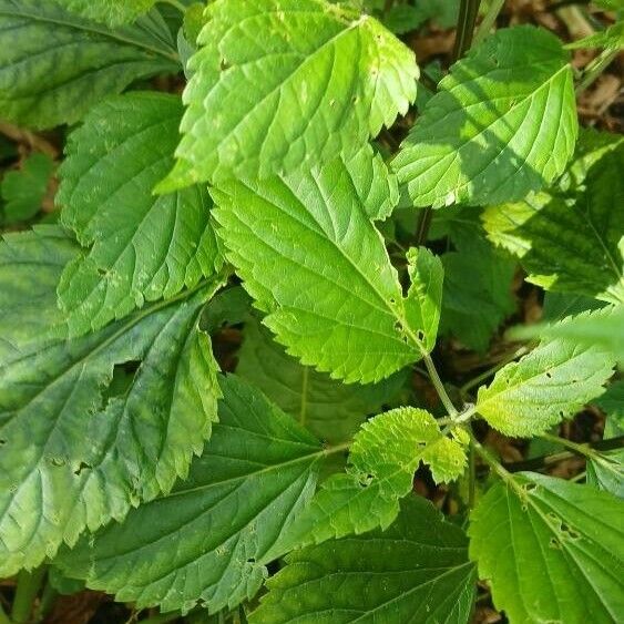 Ageratina adenophora Liść