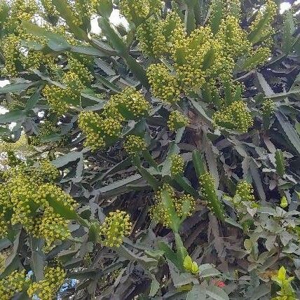 Euphorbia ingens Fleur