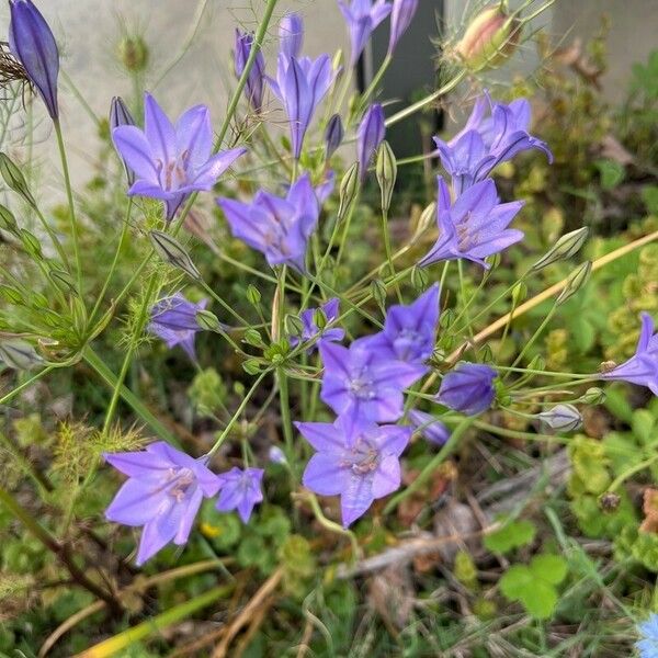 Triteleia laxa പുഷ്പം