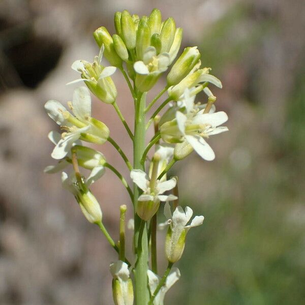 Turritis glabra Flower