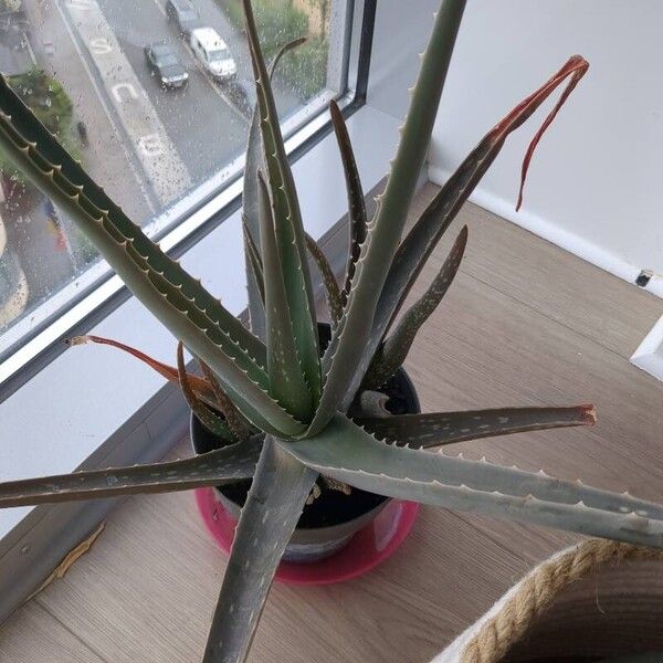 Aloe vera Blad