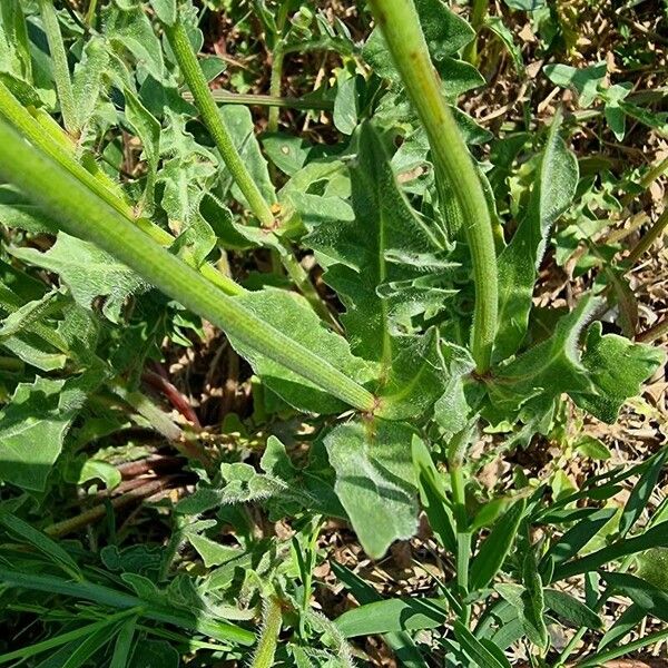 Urospermum dalechampii Leaf