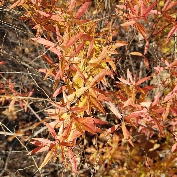 Spiraea thunbergii Blad