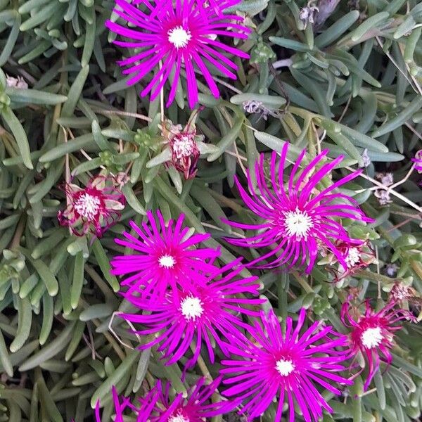 Delosperma cooperi Habit