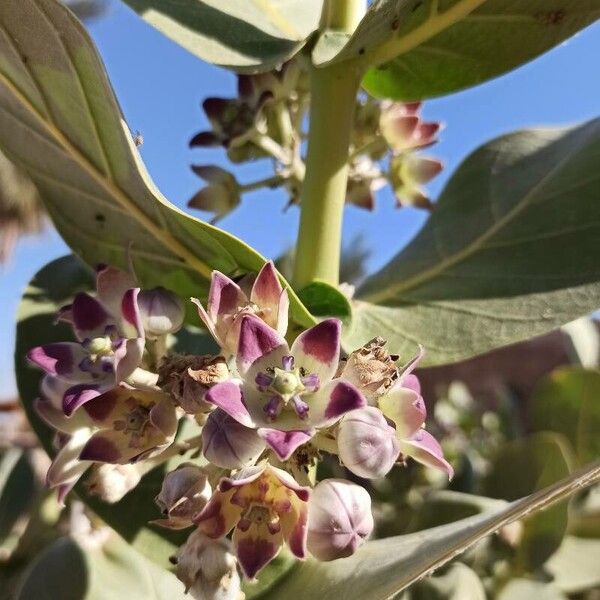 Calotropis procera Cvet