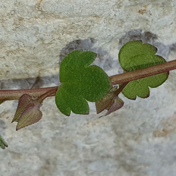 Veronica hederifolia Blatt