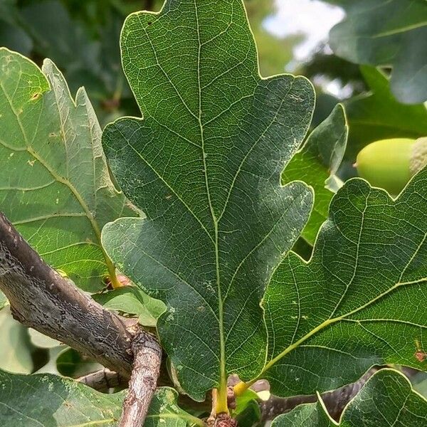 Quercus robur পাতা