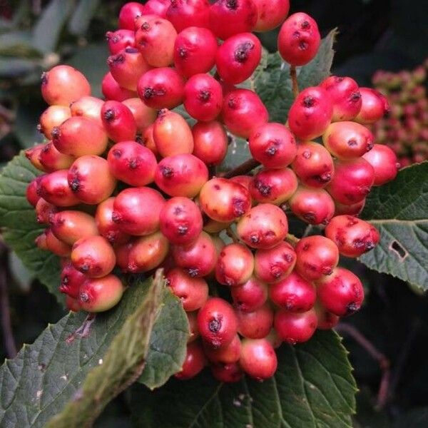 Viburnum lantana Fruit