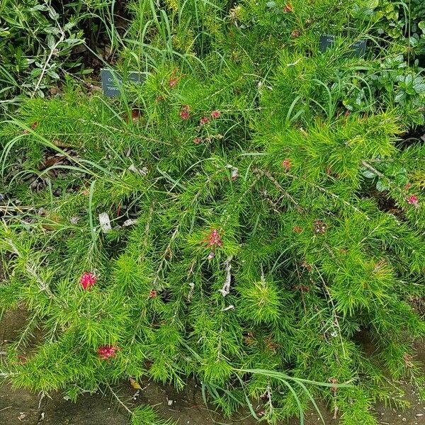 Grevillea juniperina عادت