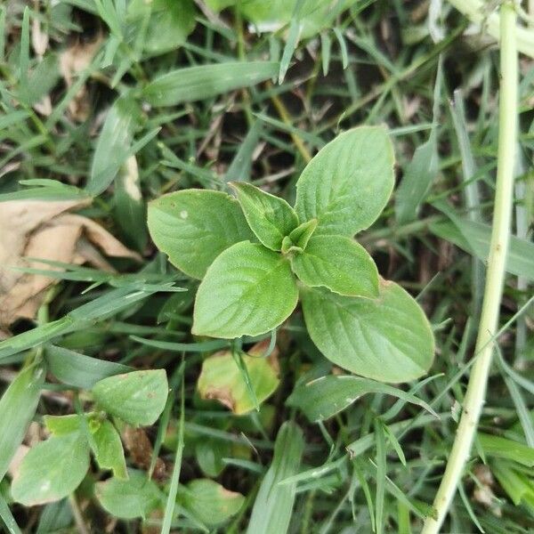 Richardia scabra Leaf