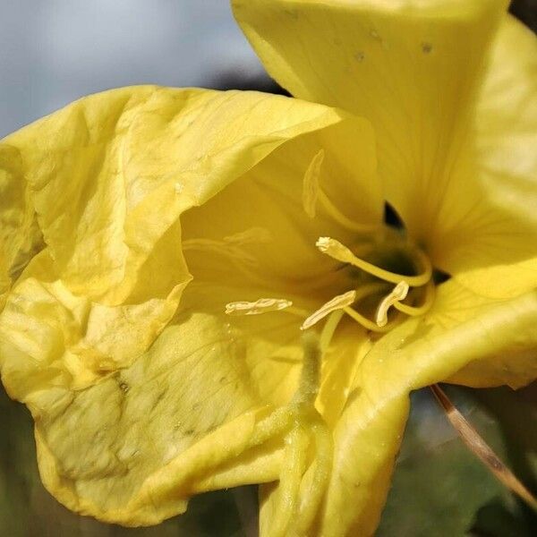 Oenothera × fallax Blomst