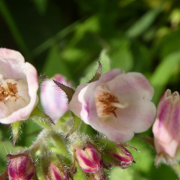 Symphytum × uplandicum Flower