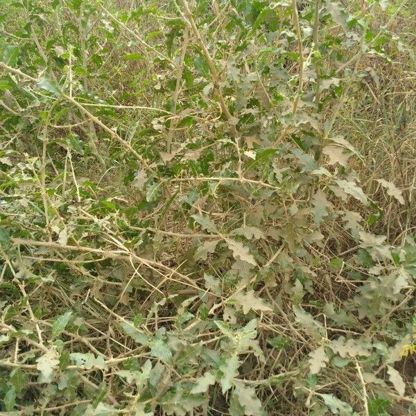 Solanum arundo Агульны выгляд