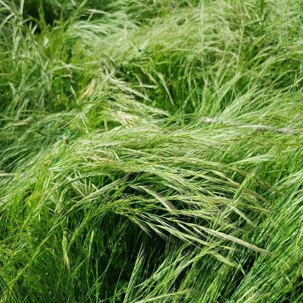 Festuca myuros Flower