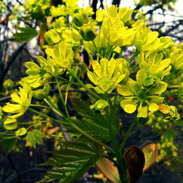 Acer platanoides Flower
