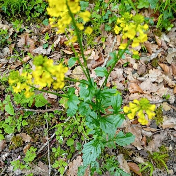 Barbarea orthoceras Flower