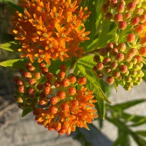 Asclepias tuberosa Flower