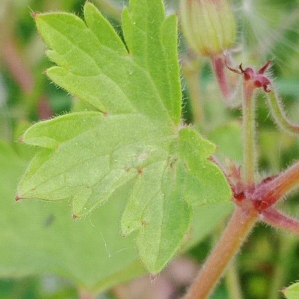 Geranium rotundifolium Folla