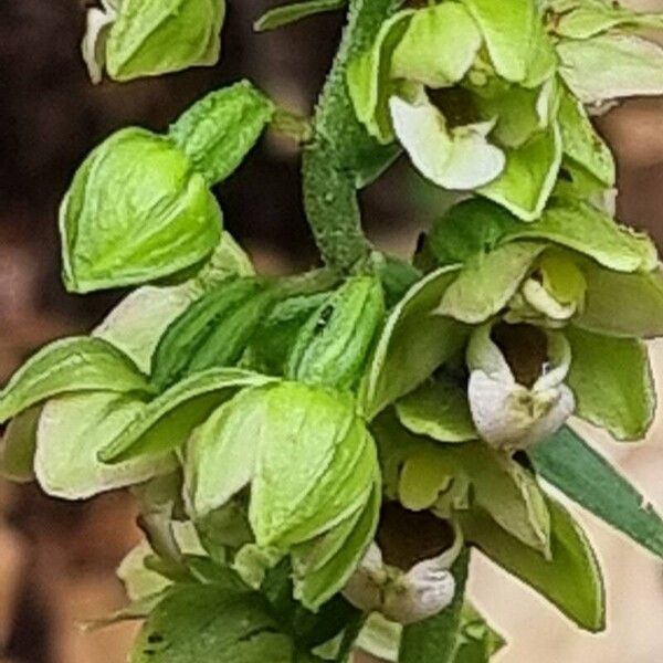 Epipactis muelleri Fiore