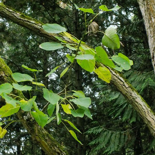 Populus heterophylla Rinde