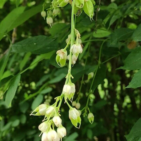 Staphylea pinnata Кветка