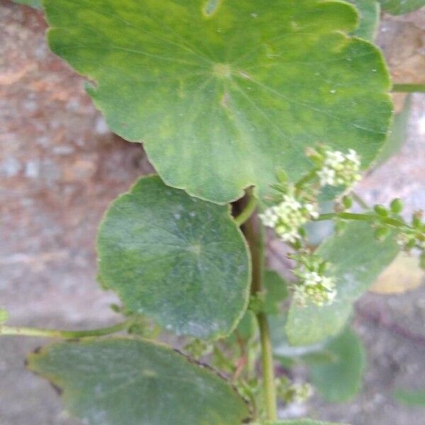 Hydrocotyle verticillata Floro