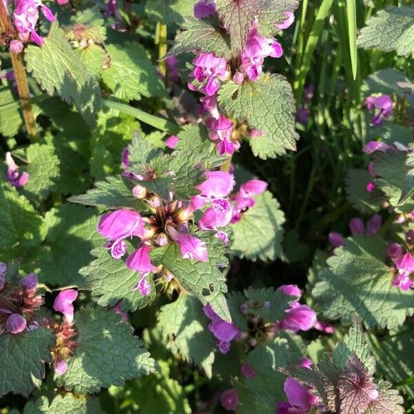 Lamium maculatum Flower