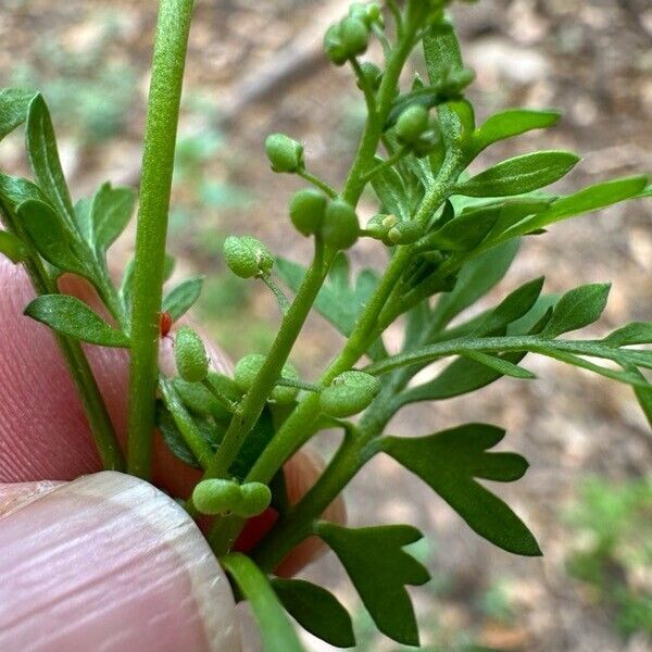 Lepidium didymum 花