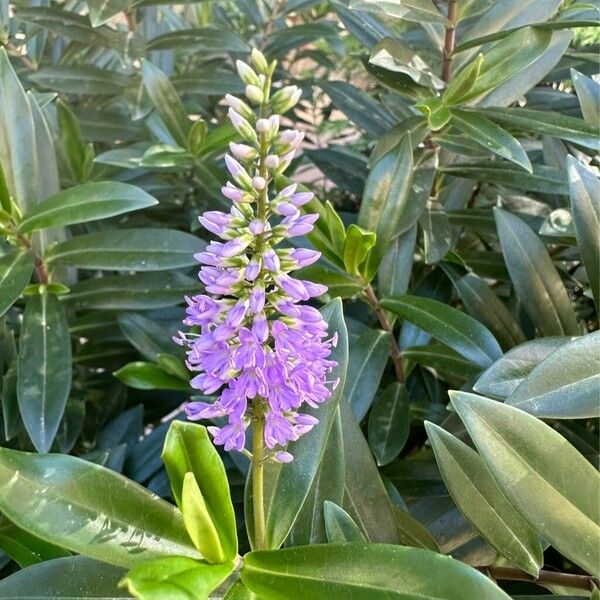 Hebe salicifolia Flower