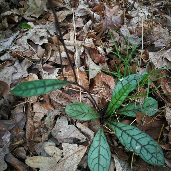 Hieracium venosum Leaf