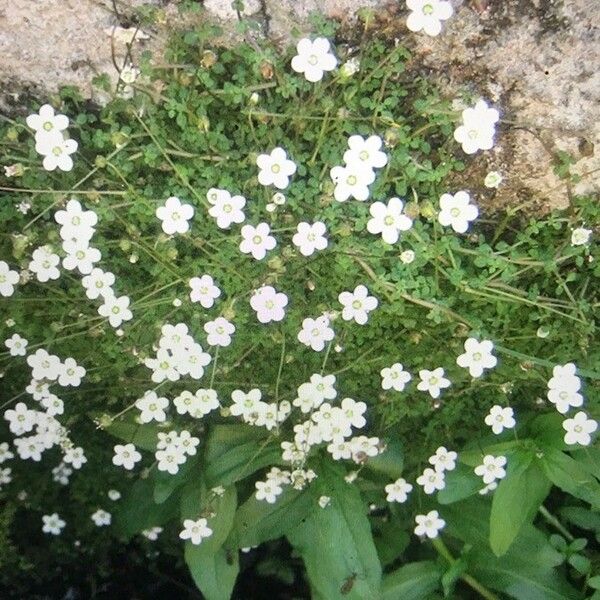 Arenaria balearica Kukka