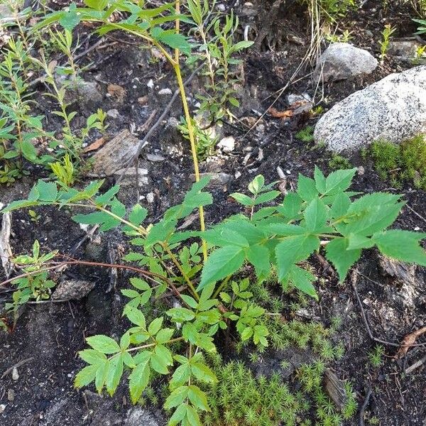 Aralia hispida Leaf