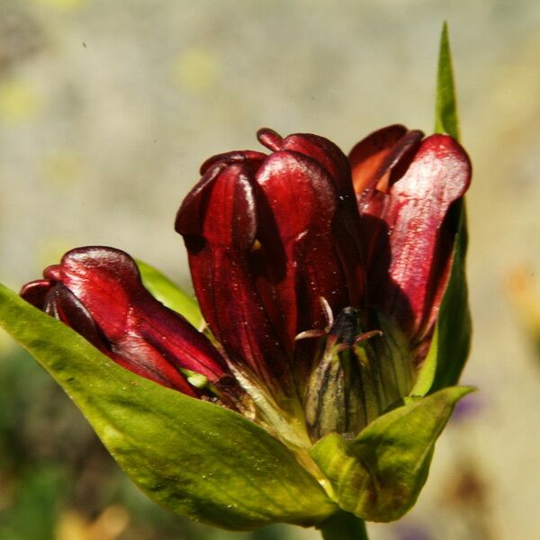 Gentiana purpurea Blüte