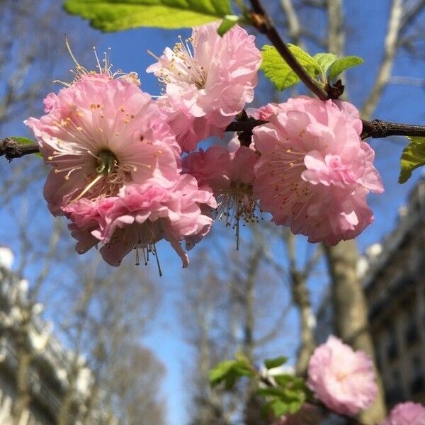 Prunus triloba Blüte