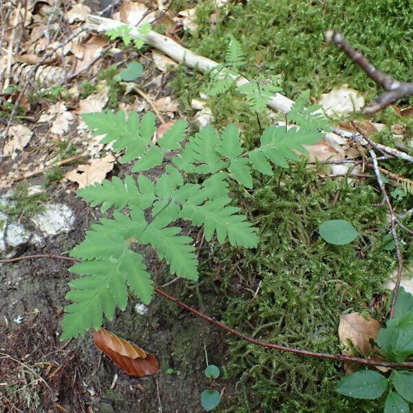 Gymnocarpium dryopteris Habitus