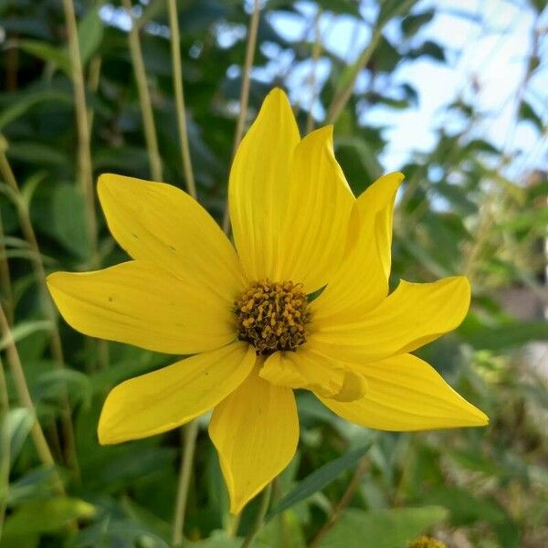 Helianthus × laetiflorus Blodyn