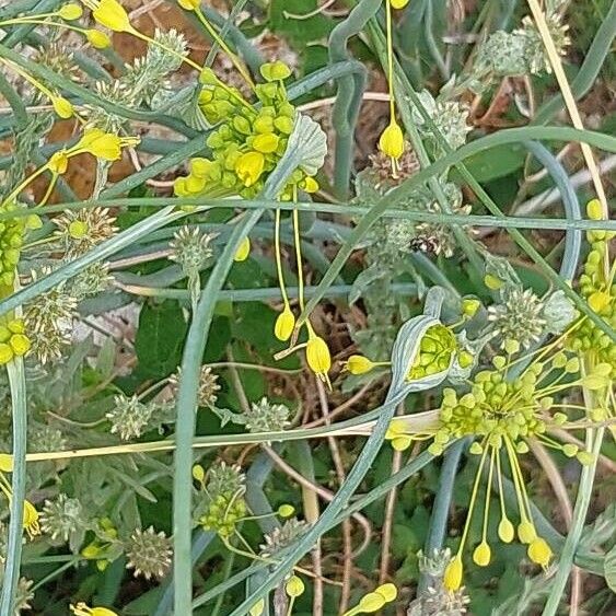 Allium flavum Fleur