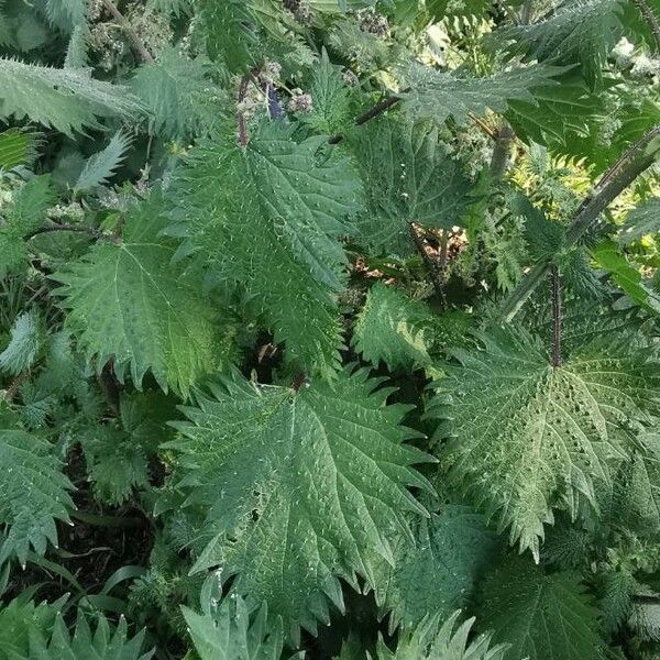 Urtica pilulifera Levél