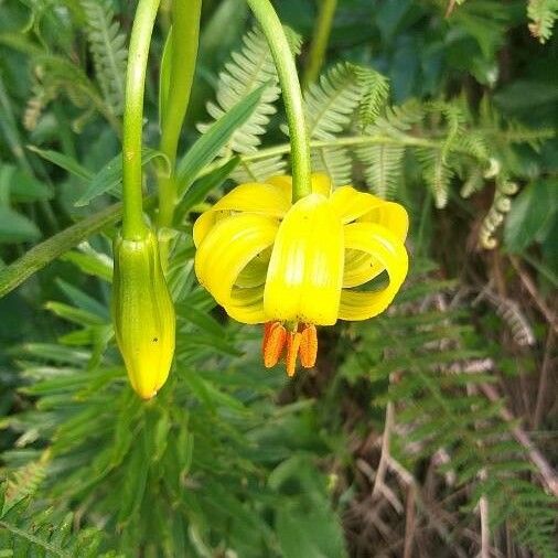 Lilium pyrenaicum Kukka