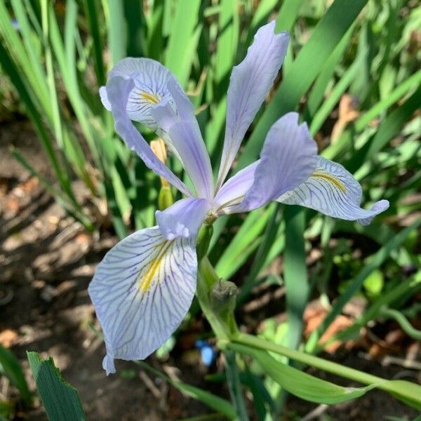 Iris missouriensis ᱵᱟᱦᱟ