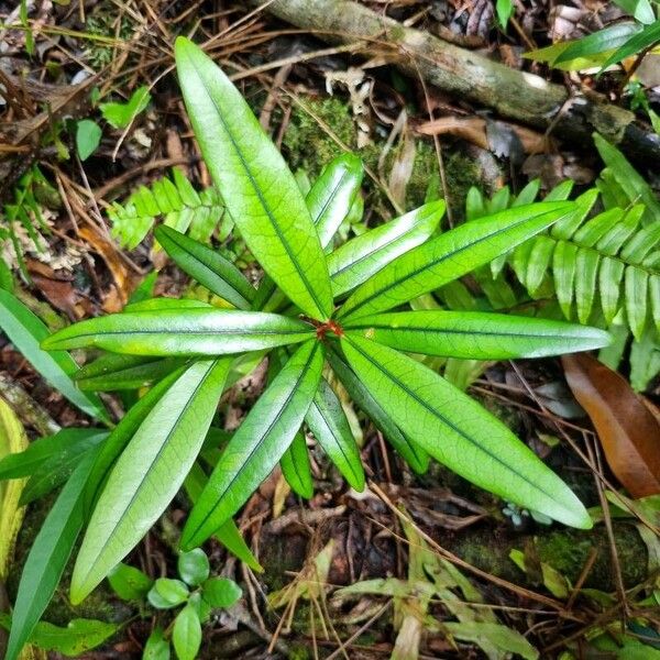 Erythroxylum laurifolium Folha