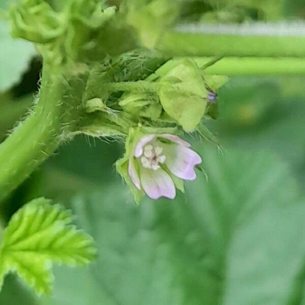 Malva parviflora Blüte