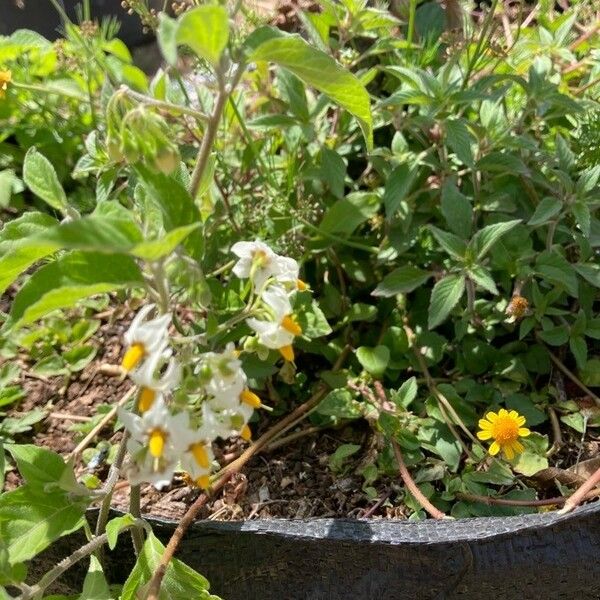 Solanum douglasii Цвят