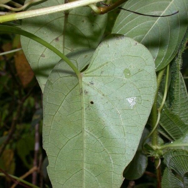 Ipomoea tiliacea Fuelha