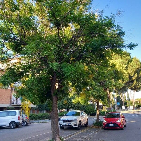 Koelreuteria paniculata Yeri