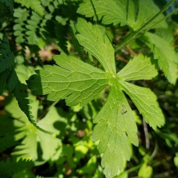 Geranium maculatum Leaf